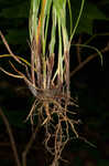 Slender looseflower sedge